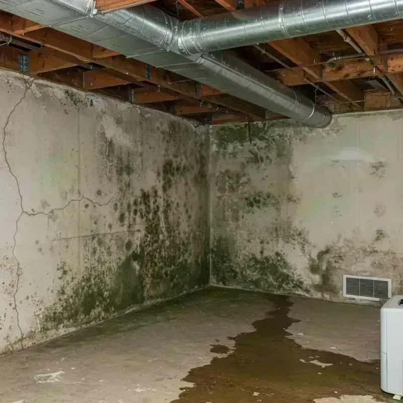 Professional Mold Removal in Bedford, KY